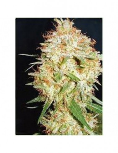 10 UND FEM - CRITICAL WIDOW AUTO 