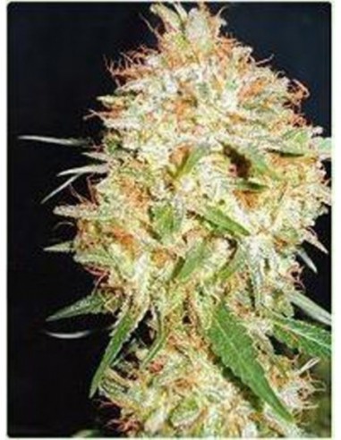 10 UND FEM - CRITICAL WIDOW 