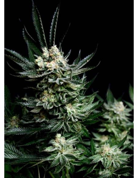 5 UND FEM - CRITIGAL + 