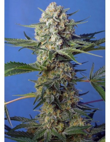 3 UND FEM - CRYSTAL CANDY F1 FAST VERSION ® 
