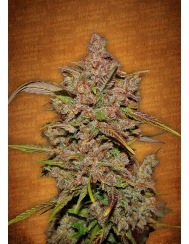 10 UND FEM - CRYSTAL M.E.T.H. 