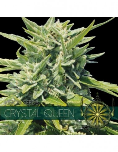 3 UND FEM - CRYSTAL QUEEN (ETIQUETA FRANCESA) 