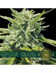 5 UND FEM - CRYSTAL QUEEN (ETIQUETA FRANCESA) 