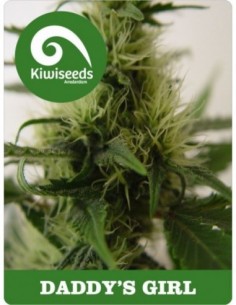 5 UND FEM - DADDY'S GIRL 