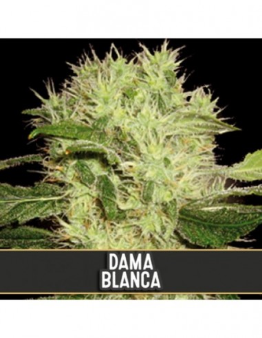 6 UND FEM - DAMA BLANCA 