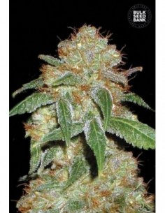 10 UND FEM - DARK DOMINA 