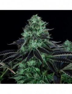 5 UND FEM - DARKSTAR 