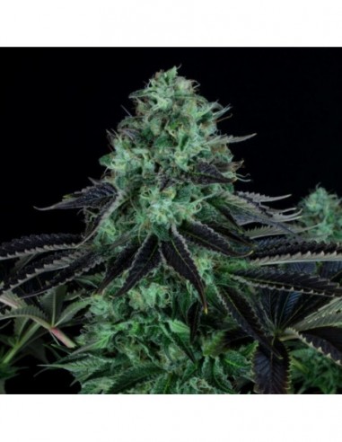 5 UND FEM - DARKSTAR 