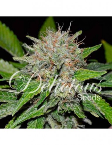 10 UND FEM - DEEP MANDARINE (CBD FAMILY) 