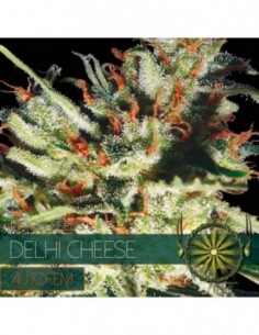 5 UND FEM - DELHI CHEESE AUTOFLOWERING (ETIQUETA FRANCESA) 