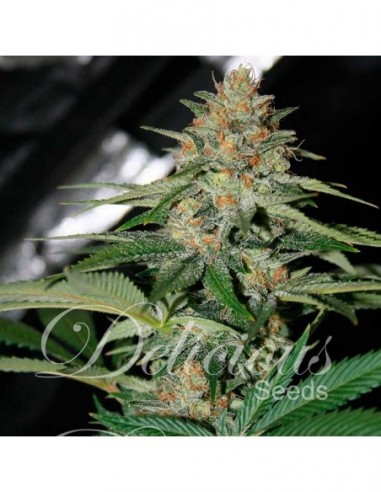 10 UND FEM - DELICIOUS CANDY (INDICA LINE) 