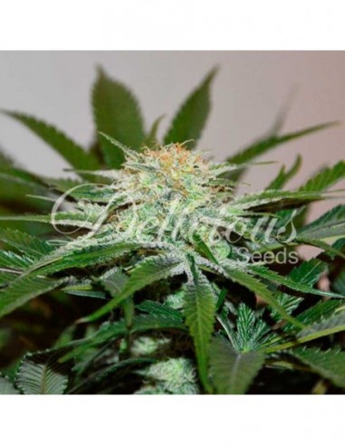 5 UND FEM - DESCOJACK (SATIVA LINE) 
