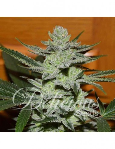 3 UND FEM - UNKNOWN KUSH (INDICA LINE) 