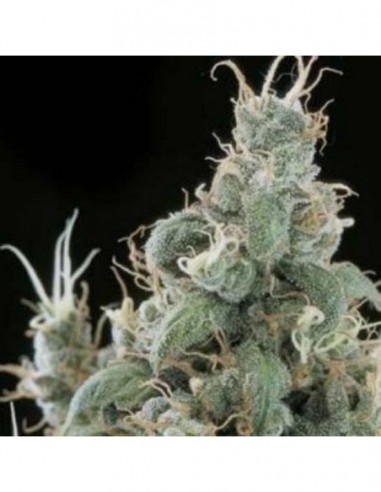 10 UND REG - DIAMOND HEAD 