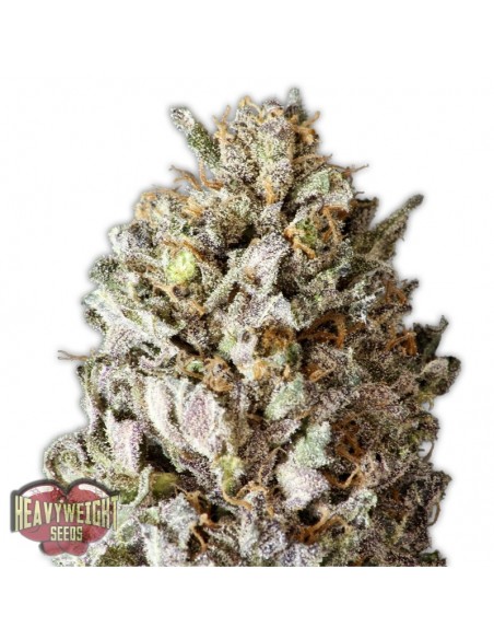 3 UND FEM - DIESEL DRIFT 