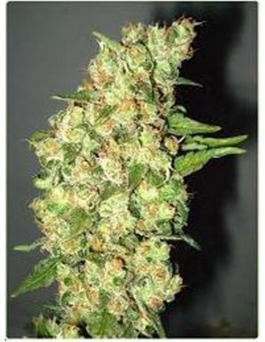 3 UND FEM - DOBLE JACK 