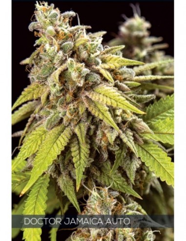 10 UND FEM - DOCTOR JAMAICA AUTO 