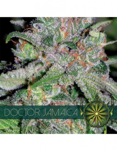 5 UND FEM - DOCTOR JAMAICA (ETIQUETA FRANCESA) 