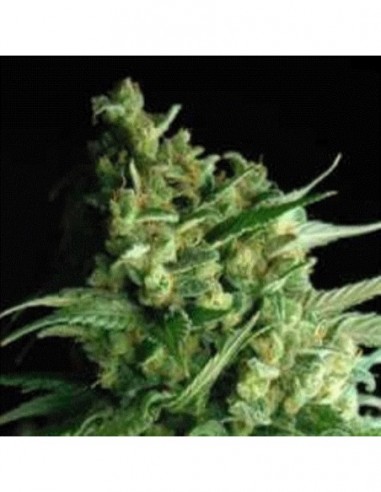 10 UND REG - DOUBLE BUBBLEBERRY 