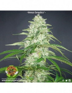 5 UND FEM - DOUBLE CHEESE 