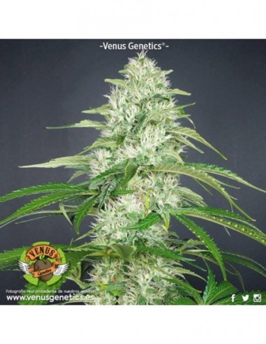 1 UND FEM - DOUBLE CHEESE * VENUS GENETIC 1 UND FEMINIZADAS