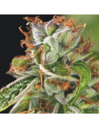 3 UND FEM - DOUBLE OG HAZE 