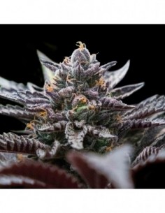 6 UND FEM - DOUBLE STUFFED SORBET  DNA GENETIC 6 UND FEMINIZADAS