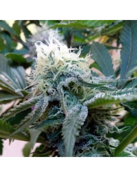 5 UND FEM - DOUCE NUIT 