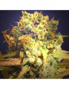 50 UND FEM - DR. BRUCE BANNER 