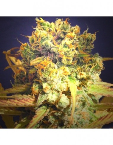 50 UND FEM - DR. BRUCE BANNER 