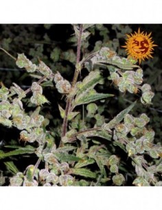 10 UND FEM - DR.GRINSPOON * BARNEY' S FARM  10 UND FEMINIZADAS