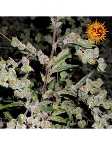 10 UND FEM - DR.GRINSPOON * BARNEY' S FARM  10 UND FEMINIZADAS