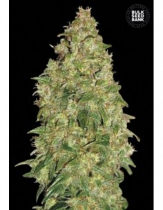 5 UND FEM - DUBAI POISON 