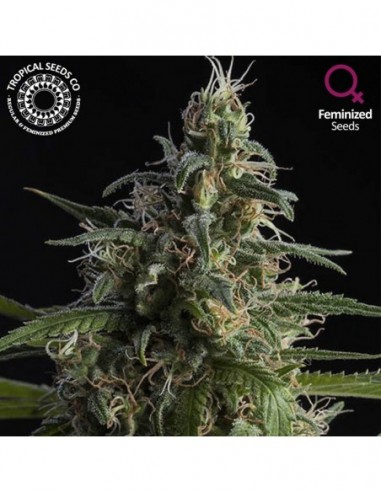 3 UND FEM - DURAND'S HERALD KUSH  TROPICAL SEEDS 3 UND FEMINIZADAS