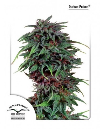 3 UND FEM - DURBAN POISON ® 