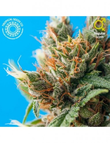 5 UND REG - DURBAN PUNCH  TROPICAL SEEDS 5 UND REGULAR