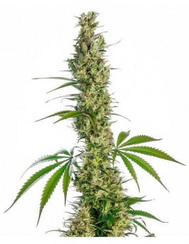10 UND REG - EAGLE BILL ®  SENSI SEEDS 10 UND REG