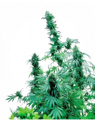 3 UND FEM - EARLY SKUNK ® 