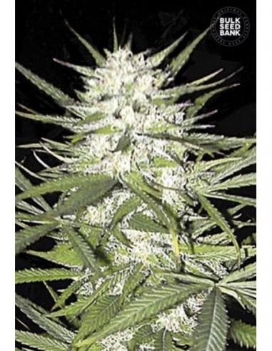 100 UND FEM - EARLY TOP SKUNK 