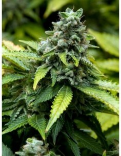 10 UND FEM - EARLY WIDOW 