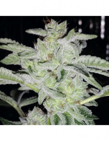 5 UND FEM - EARTH KUSH 