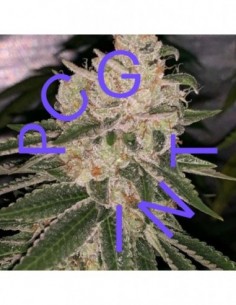 3 UND FEM - EAST BAY OG X PURPLE PUNCH   PURPLE CITY GENETICS 3 FEMINIZADAS