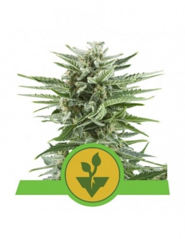 1 UND FEM - EASY BUD AUTO 