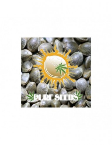 6 UND FEM - EDICION COLECCIONISTA 1 * PURE SEEDS 6 UND FEMINIZADAS