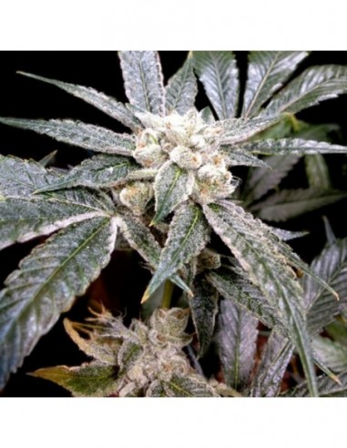 3 UND FEM - EL FUEGO  DNA GENETICS GROW YOUR OWN 3 UND FEMINIZADAS