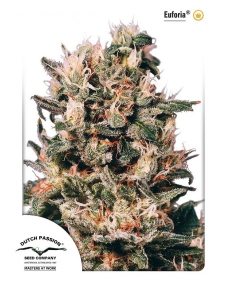 3 UND FEM - EUFORIA ® 