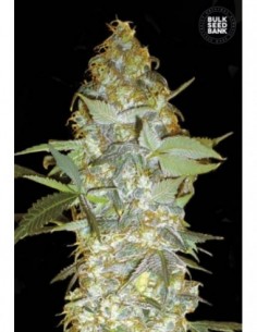 5 UND FEM - EUFORIA SPECIAL 