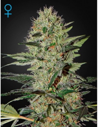 3 UND FEM - EXODUS CHEESE AUTO 