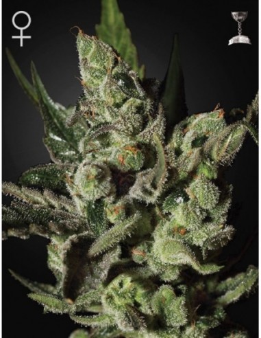 5 UND FEM - EXODUS CHEESE 