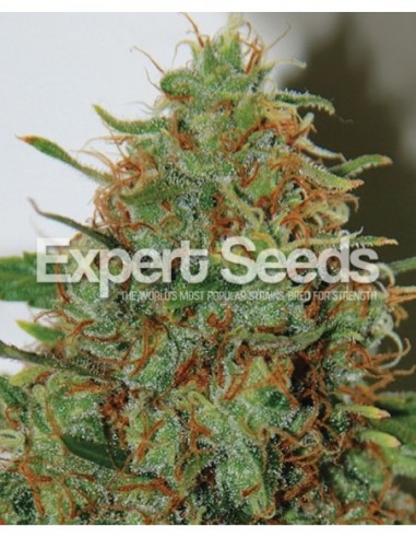 5 UND FEM - EXPERT HAZE 